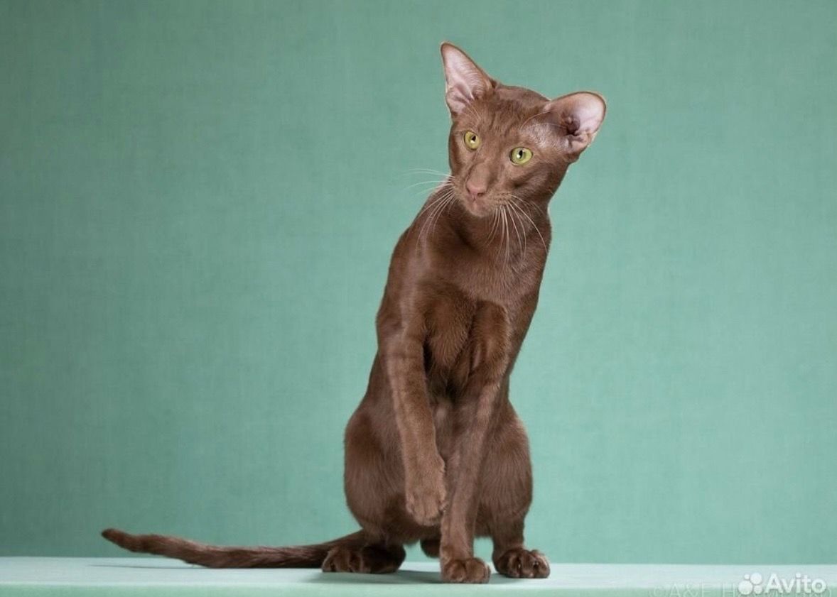 Shon Samarskiy Pribe